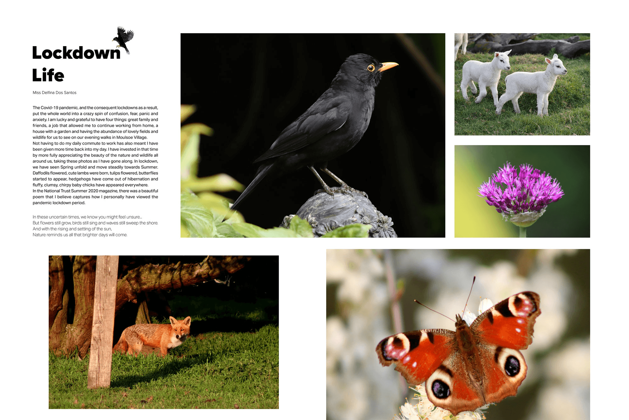 Lockdown Life editorial spread with wildlife photography