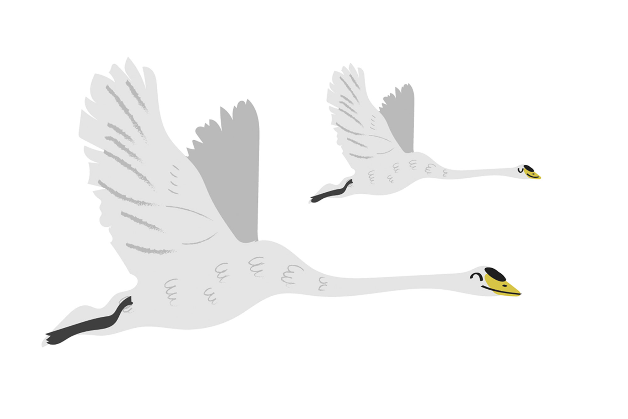 Two original flying swan illustrations